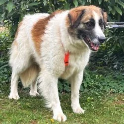 Tierheim Hund Adam wartet auf ein neues Zuhause