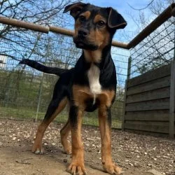 Mischling  aus dem Tierheim Siegen