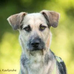 Tierheim Hund Aily wartet auf ein neues Zuhause