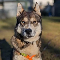 Husky-Mix  aus dem Tierheim Fulda