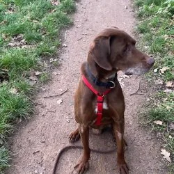 Mischling  aus dem Tierheim Ahlen