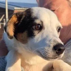 Tierheim Hund Albus wartet auf ein neues Zuhause