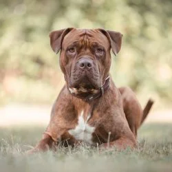 Tierheim Hund Alfi wartet auf ein neues Zuhause