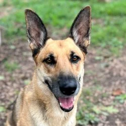 Tierheim Hund Alice wartet auf ein neues Zuhause