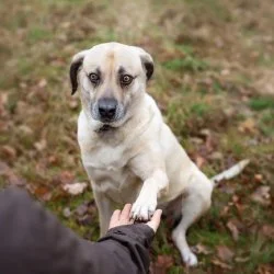 Tierheim Hund Amelie wartet auf ein neues Zuhause