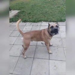 Presa Canario  aus dem Tierheim Ulm