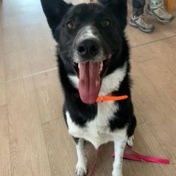 Tierheim Hund Amor wartet auf ein neues Zuhause