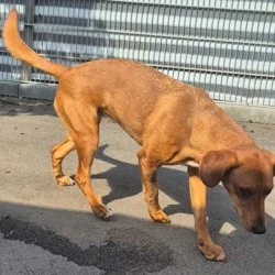Redbone Coonhound-Mix  aus dem Tierheim Frankfurt am Main