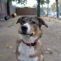 Mischling  aus dem Tierheim Troisdorf