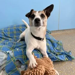 Jack Russell  aus dem Tierheim Andernach