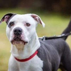Tierheim Hund Anton wartet auf ein neues Zuhause