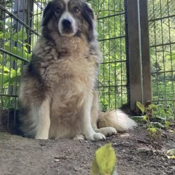 Sch&auml;ferhund Owtscharka Mischling  aus dem Tierheim Solingen