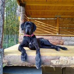 Deutsche Dogge  aus dem Tierheim Annaberg-Buchholz