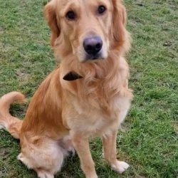 Tierheim Hund Appa wartet auf ein neues Zuhause