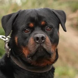 Tierheim Hund Appah wartet auf ein neues Zuhause