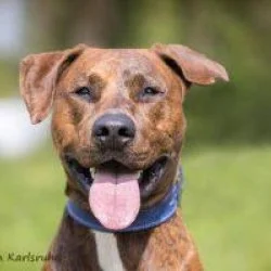 Tierheim Hund Archi wartet auf ein neues Zuhause
