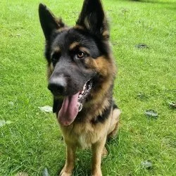 Tierheim Hund Archie wartet auf ein neues Zuhause
