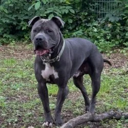 Tierheim Hund Ares wartet auf ein neues Zuhause