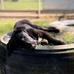 Tierheim Hund Arian wartet auf ein neues Zuhause