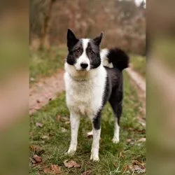 Border Collie Mix  aus dem Tierheim Bad Kreuznach