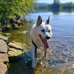 Tierheim Hund Arko wartet auf ein neues Zuhause
