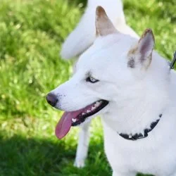 Siberian Husky Mix  aus dem Tierheim Berlin