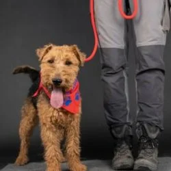 Welsh-Terrier  aus dem Tierheim Koblenz