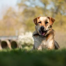 Tierheim Hund Asaria wartet auf ein neues Zuhause