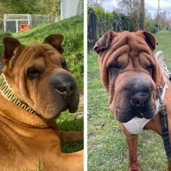 Shar Pei  aus dem Tierheim Bremen