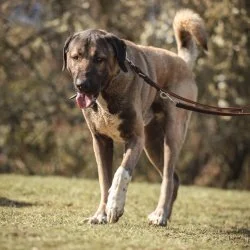 Tierheim Hund Ates wartet auf ein neues Zuhause