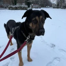Tierheim Hund Baghira wartet auf ein neues Zuhause