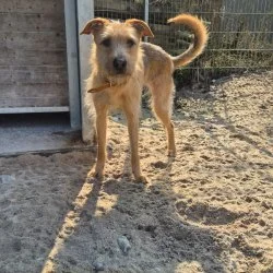 Tierheim Hund Bahlsen wartet auf ein neues Zuhause