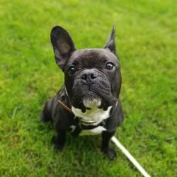 Tierheim Hund Bailey wartet auf ein neues Zuhause