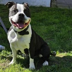 Stafford-Mix  aus dem Tierheim Flensburg