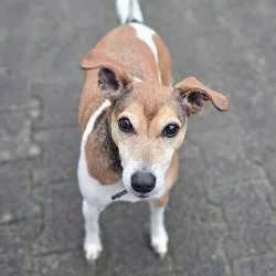 Tierheim Hund Bailey wartet auf ein neues Zuhause