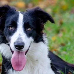 Border Collie  aus dem Tierheim Troisdorf