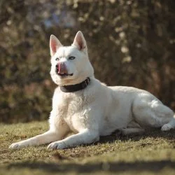 Tierheim Hund Balou wartet auf ein neues Zuhause