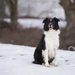 Border Collie  aus dem Tierheim Straubing