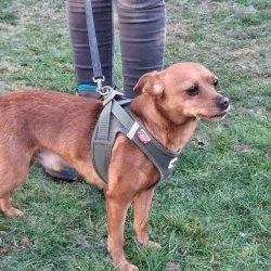 Tierheim Hund Balu wartet auf ein neues Zuhause