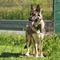 Tierheim Hund Balu wartet auf ein neues Zuhause