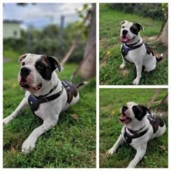 Bulldoggen-Mix  aus dem Tierheim Wiesbaden