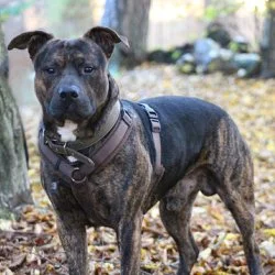 Tierheim Hund Bane wartet auf ein neues Zuhause