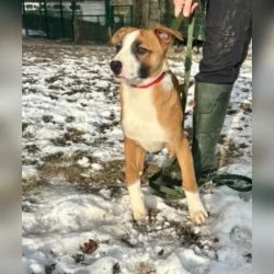 Mischling  aus dem Tierheim Wunsiedel