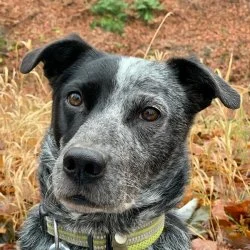 Mischling  aus dem Tierheim Annaberg-Buchholz