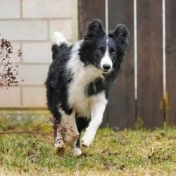 Tierheim Hund Batzi wartet auf ein neues Zuhause