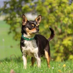 Tierheim Hund Bean wartet auf ein neues Zuhause