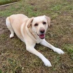 Labrador  aus dem Tierheim Sinsheim