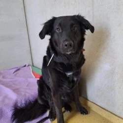 Tierheim Hund Bella wartet auf ein neues Zuhause
