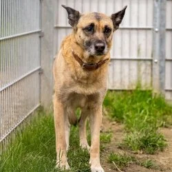 Malinois  aus dem Tierheim Bochum