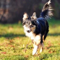 Tierheim Hund Ben wartet auf ein neues Zuhause